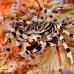 crab_zebra_cr_hsb_r_h_0207_kom3203.jpg